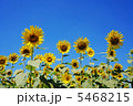 ひまわり畑 5468215