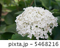 あじさい白 5468216