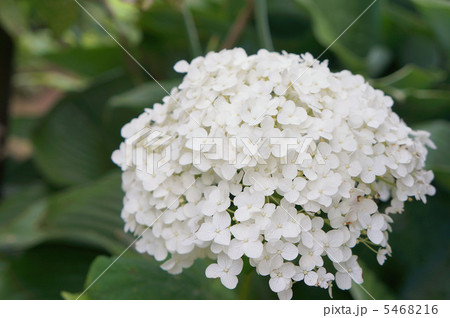あじさい白 5468216