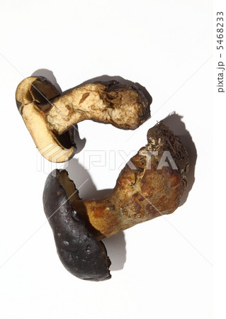 キノコ バンコク タイ王国 キノコ バンコク タイ王国 5468233