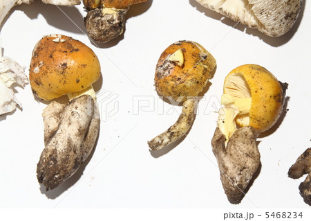 キノコ 黄色 タイ王国 キノコ 黄色 タイ王国 5468234