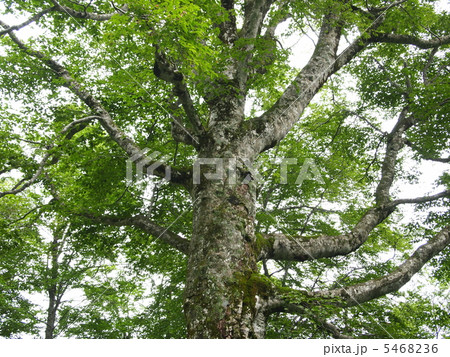 白神山地・マザーツリー 5468236