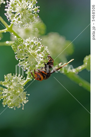 コガタスズメバチとウドの花 コガタスズメバチとウドの花 5468506