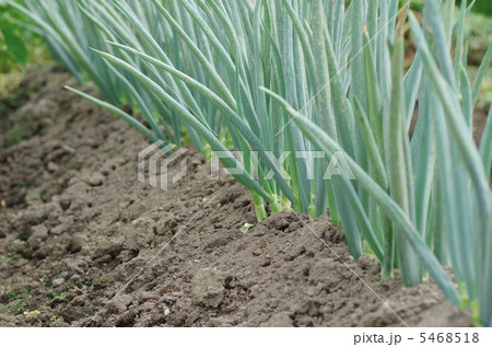 畑のネギ 5468518