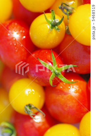 ミニトマト 5468519