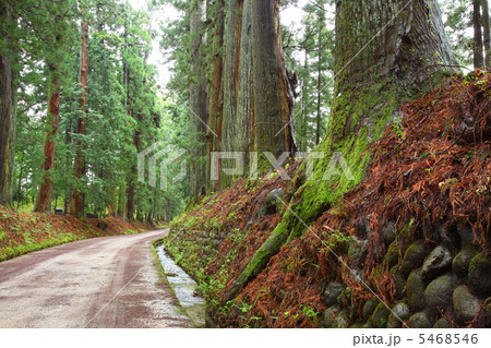 日光杉並木 日光杉並木 5468546