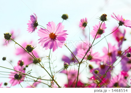 ピンク色のコスモス ピンク色のコスモス 5468554