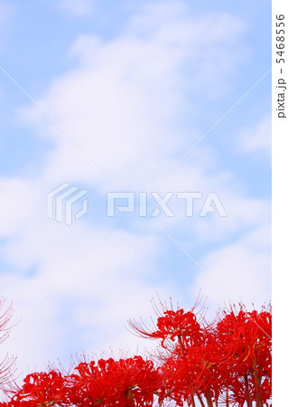 彼岸花と秋の空 5468556