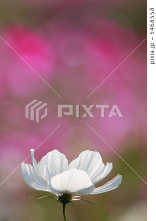 白いコスモス 白いコスモス 5468558