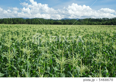 夏のとうもろこし畑(嶽きみ畑) 夏のとうもろこし畑(嶽きみ畑) 5468670