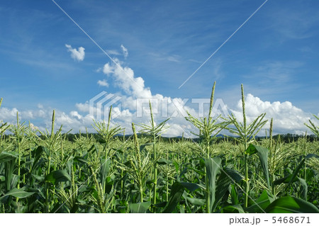 夏のとうもろこし畑（嶽きみ畑） 5468671