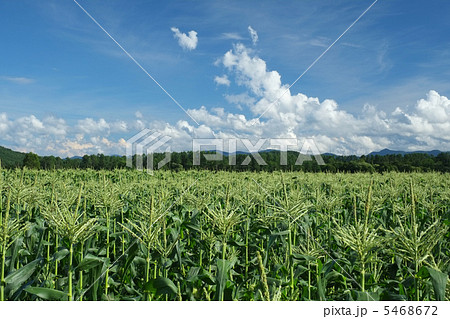 夏のとうもろこし畑（嶽きみ畑） 5468672