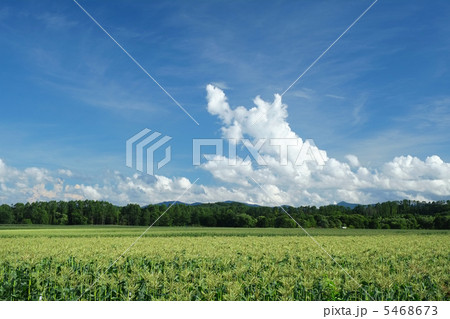 夏のとうもろこし畑（嶽きみ畑） 5468673