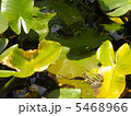 トノサマガエル 5468966