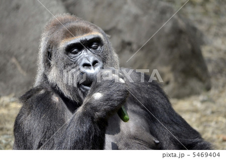 ゴリラ 5469404