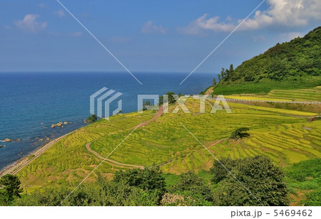 白米千枚田 5469462