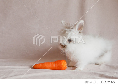 うさぎ うさぎ 5469485