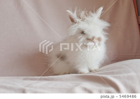 うさぎ 5469486