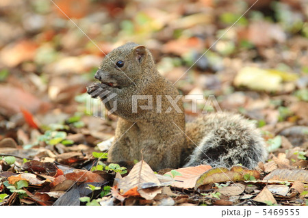 タイワンリス 5469555