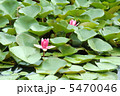 はな 5470046