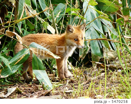 子ギツネ 5470258