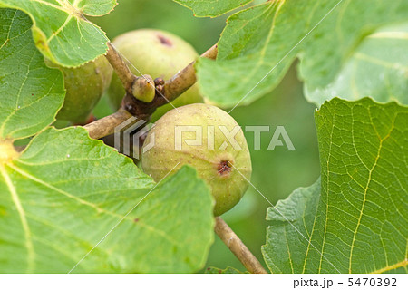 いちじくの実 いちじくの実 5470392