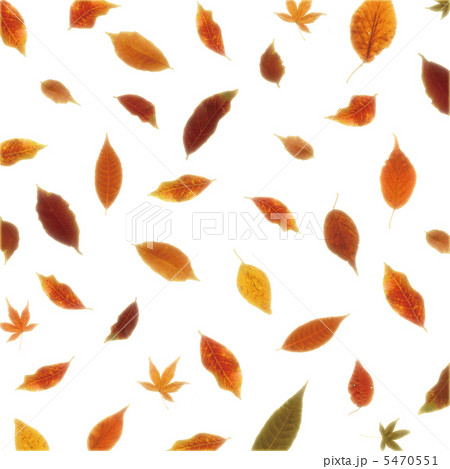 逆光の紅葉 逆光の紅葉 5470551