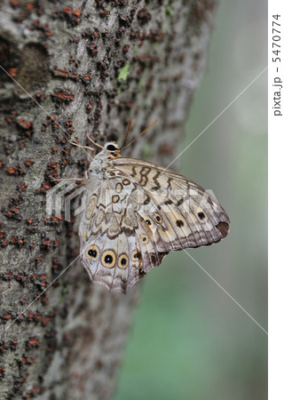 サトキマダラヒカゲ 5470774