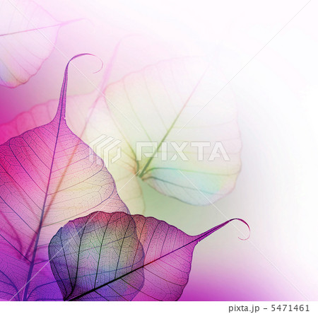 Floral Design. Leaves 5471461