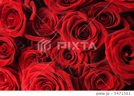 Red Roses Background Red Roses Background 5471501