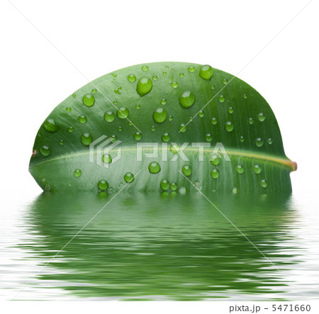 Fresh Leaf in Water 5471660