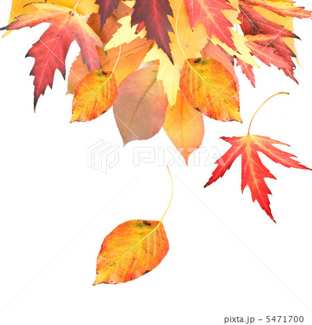 Autumnal Leaves Border Autumnal Leaves Border 5471700