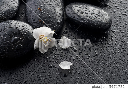 Wet Zen Spa Stones And Spring Flower Wet Zen Spa Stones And Spring Flower 5471722