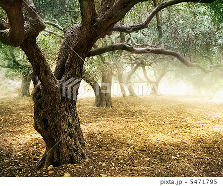 Old Olive Trees Old Olive Trees 5471795