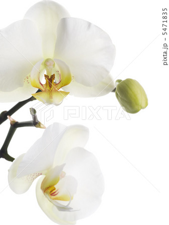 White Orchid White Orchid 5471835
