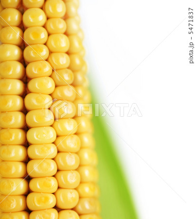 Ear Of Sweet Corn Closeup 5471837