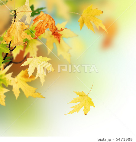 Beautiful Autumn Beautiful Autumn 5471909
