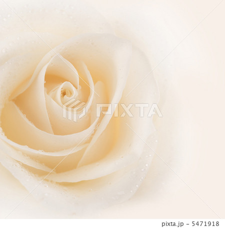 Beautiful Soft Rose Beautiful Soft Rose 5471918