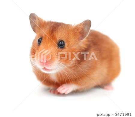 Hamster Over White Hamster Over White 5471991