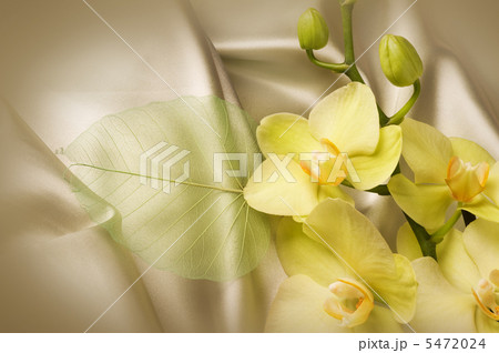 Orchid And Silk 5472024