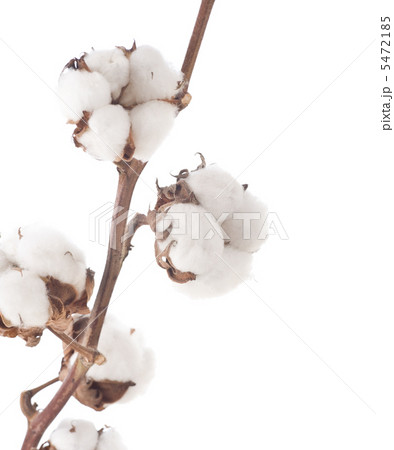 Cotton Over White Cotton Over White 5472185