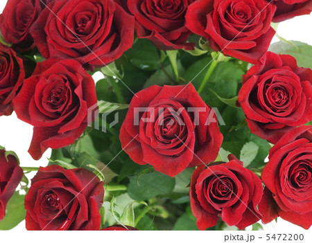 Red Roses Background. Selective focus 5472200