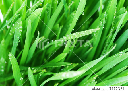 Fresh Green Grass 5472321