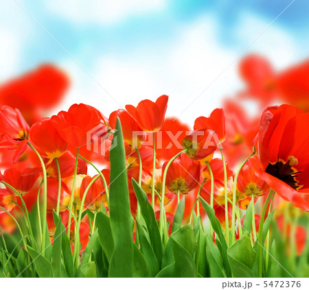 Field Of Tulips Field Of Tulips 5472376