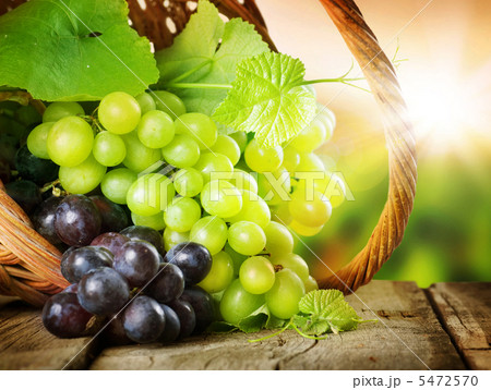 Grapes In The Basket. Grapevine Over Vineyard Background Grapes In The Basket. Grapevine Over Vineyard Background 5472570