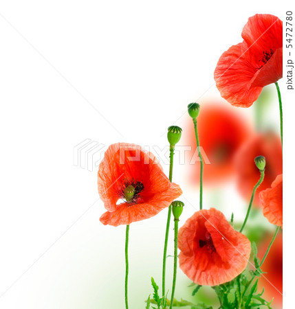 Beautiful Poppies Border 5472780