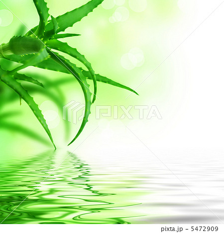 Aloe Veraのイラスト素材