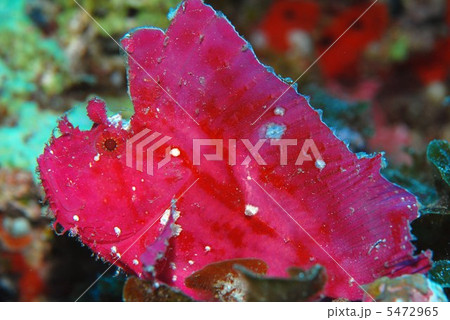 ハダカハオコゼ ハダカハオコゼ 5472965