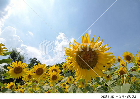 ひまわりくぱぁ ひまわりくぱぁ 5473002