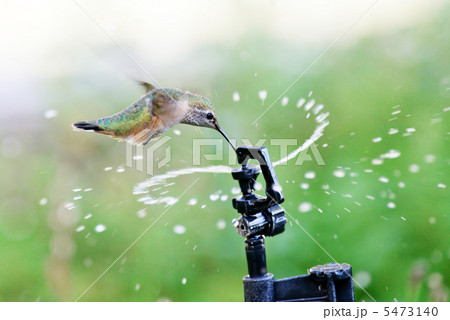 散水用のスプリンクラーの水を飲むハチドリ 5473140